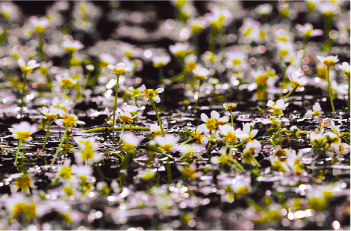 長慶寺の湧水地